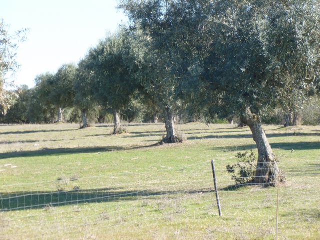 Herdade